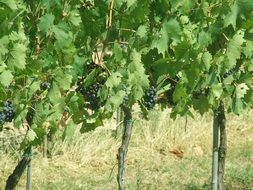 Black grapes in the vineyard