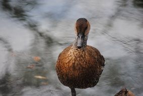 brown duck near the pond