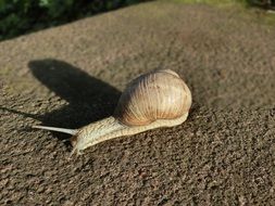 snail on asphalt