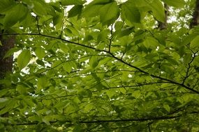 Close-up of the beautiful dense green foliage