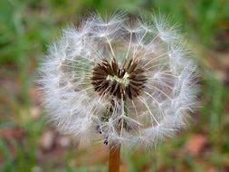 faded dandelion on the field