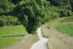 perfectly charming tree landscape
