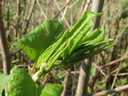 japanese knotweed fallopia japonica