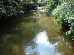idyllic bach river in a forest