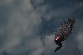 black duck with a red beak in the water