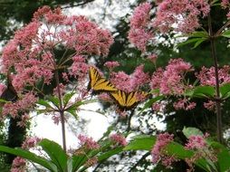 Two yellow butterflies on plants with pink flowers