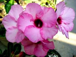 pink flower in Indonesia