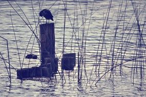 wooden stumps in the lake