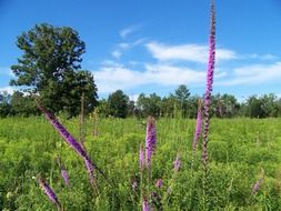 Liatris spicata, Marsh Blazing Star in bloom on meadow