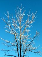 Sun on the snowy tree