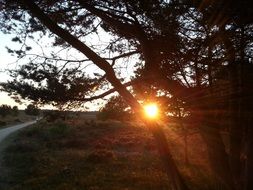 view of the evening sun through the trees