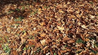 brown dry foliage in the park