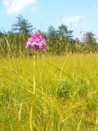 Anacamptis pyramidalis or pyramidal orchid