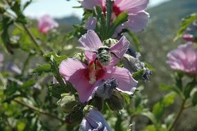 bumblebee on pink flowers in the bright sun close-up