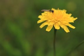 wonderful beetle flower