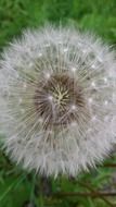 dandelion with white seeds closeup