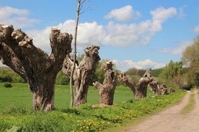 Short trees on a meadow
