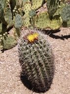 flower on a round cactus on the sand