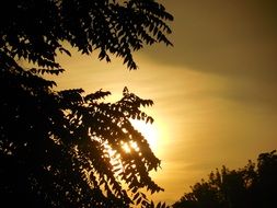 Golden sunrise behind the tree branches