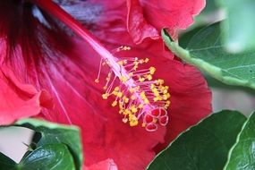 pistil of a pollen flower