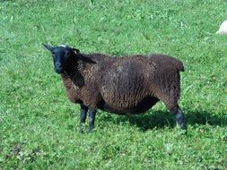 black sheep on a green pasture
