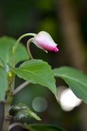 closed flower bud outdoors