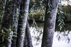 tree trunks by a lake