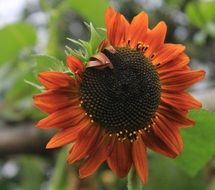 red sun flower on a meadow