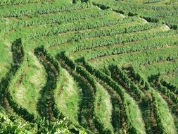 Side view of the green vineyards