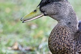 duck bird \