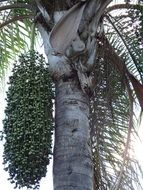 palm tree seeds