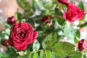 red tender roses in the garden