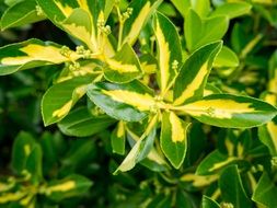 green leaves of a plant with yellow stripes
