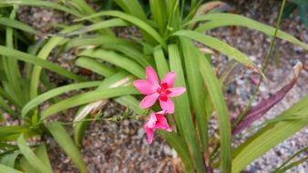 pink flowers with long leaves