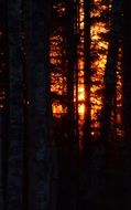 sunrise over forest trees