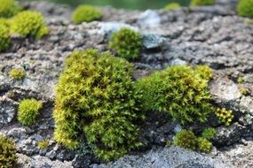 moss in the swamp