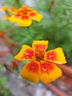 closeup photo of bright marigold flowers of the marigold