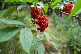 closeup photo of bright orange mountain ash on a branch