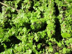 lemna minor, common duckweed, background
