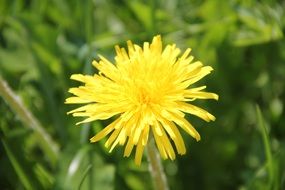 little yellow dandelion in the spring