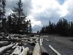 unusually beautiful wood