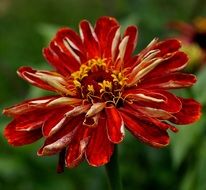 dark red flower like a daisy