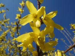 bright yellow Forsythia bush