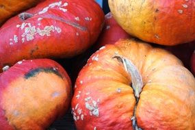 gourd thanksgiving