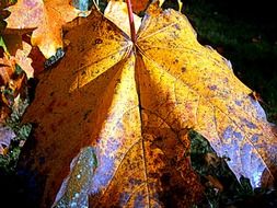 Beautiful maple leaves in autumn