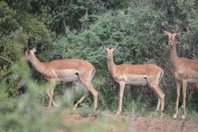 red buck animal in Forest