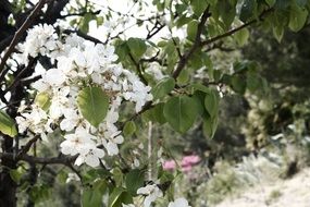 Closeup photo of white blossoms