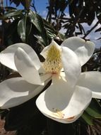 most beautiful magnolia blossom