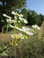 erigeron is a kind of asters