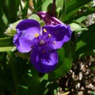 purple flowers with yellow stamens in the garden